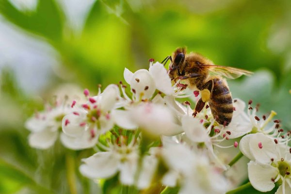 What's the Best Strategy to Encourage Pollinators in a UK High Altitude Garden?